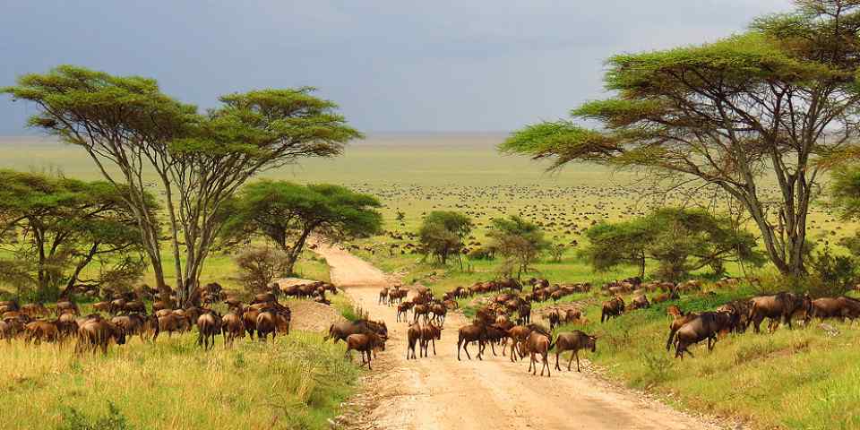 3-Day Fly-in & Fly-out Safari (Serengeti from Zanzibar)