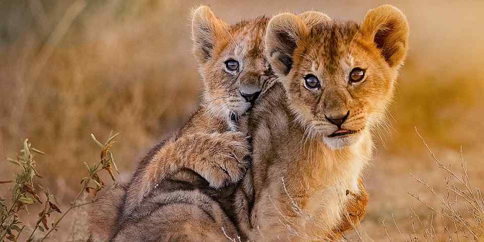 4-Day Mid-Range Group Safari Adventure