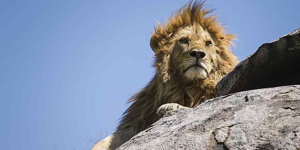 7-Day Safari Manyara, Serengeti, Ngorongoro &Tarangire