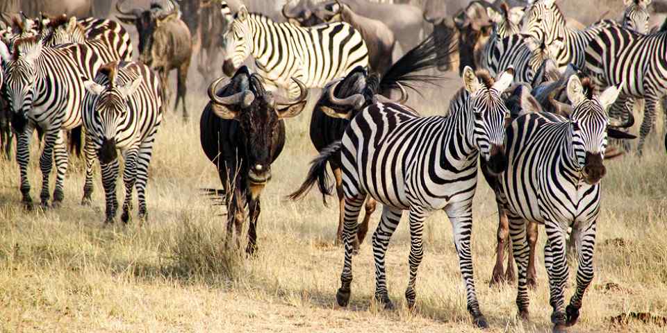 5-Day Private Serengeti, Ngorongoro, & Materuni Safari