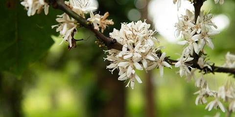 1-Day Materuni Waterfalls, Coffee Tour & Chemka Springs