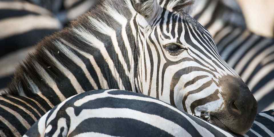 5-Day The Best of Tanzania - Midrange