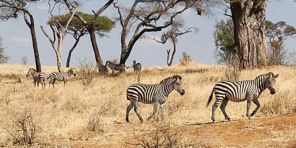 5-Day Scenic Tanzania Luxury Safari