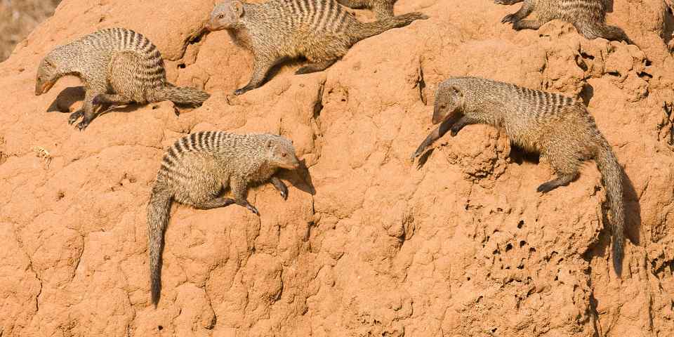 4-Day Introducing Tanzania Safari