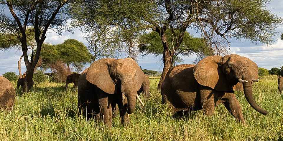 4-Day Serengeti, Ngorongoro & Tarangire Camping Safari