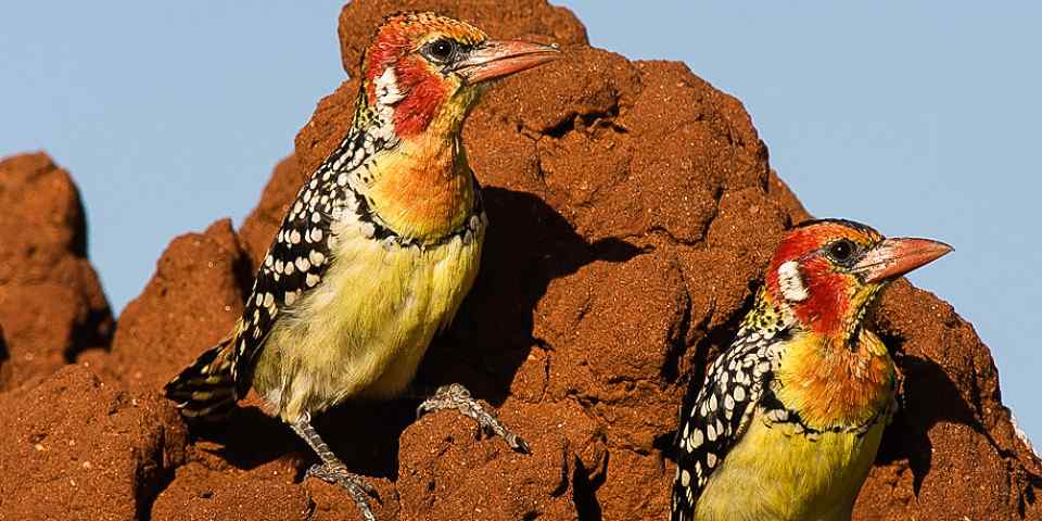 6-Day Classic Wildlife Safari