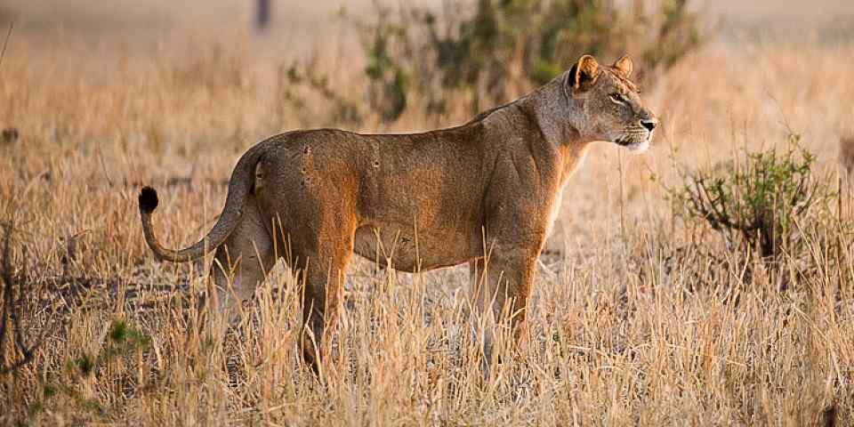 7-Day Wildlife Safari and Hadzabe Tribe-Lake Eyasi