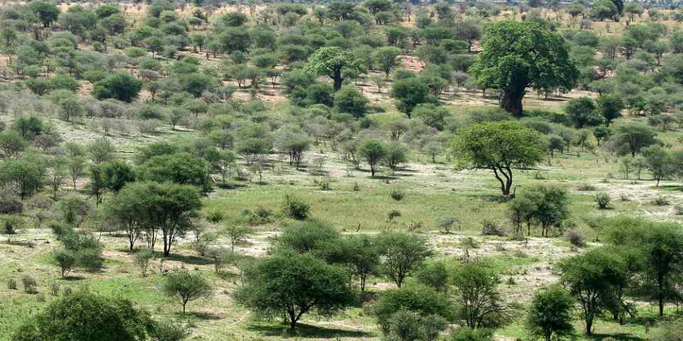 6-Day Selous Game Reserve and Ruaha National Park Safari