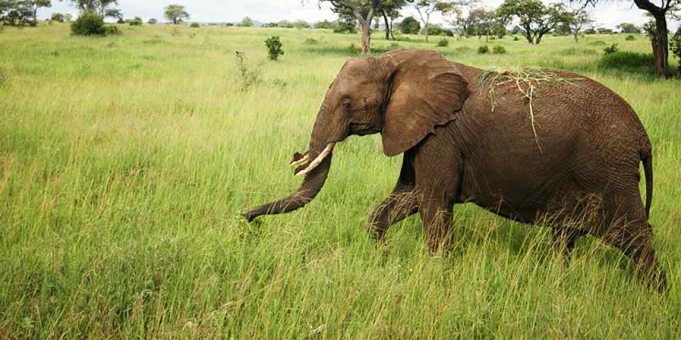 4-Day Ngorongoro and Tarangire National Park