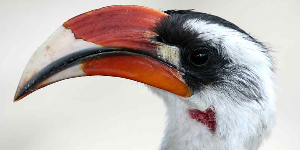 6-Day Tarangire, Ngorongoro, Serengeti, Lake Manyara