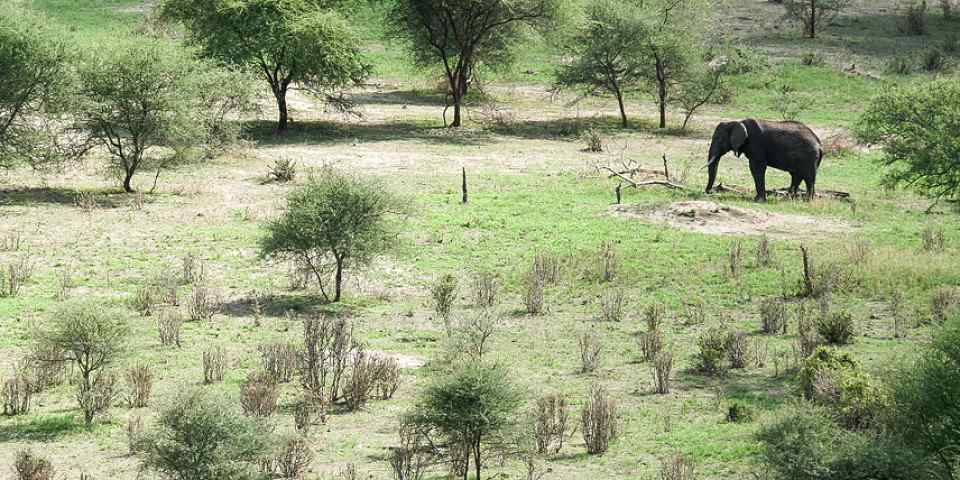 2-Day Tarangire and Lake Manyara Classic Safari