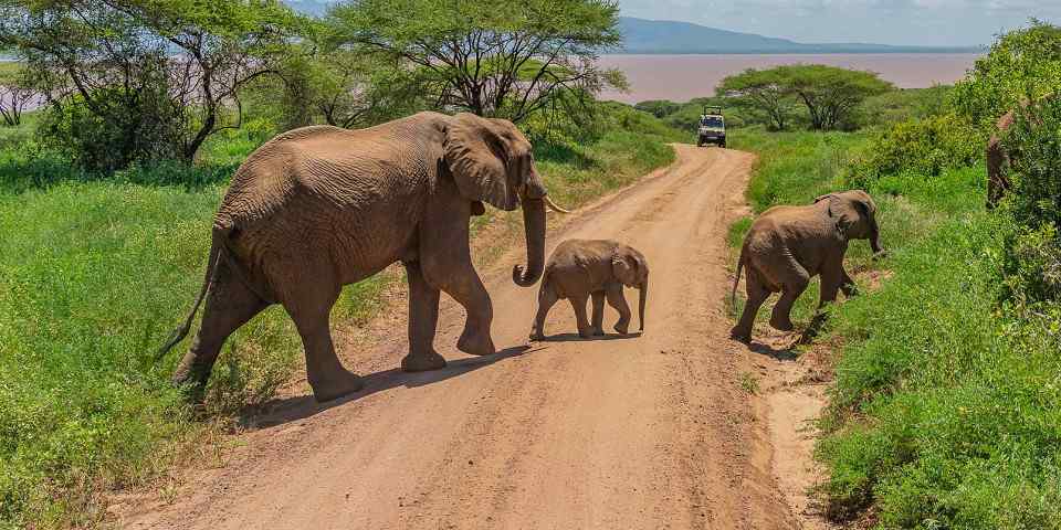 2-Day Luxury Tour from Zanz'B to Tarangire & Ngorongoro
