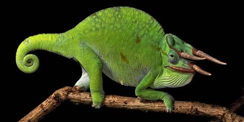 5-Day Herpetology Safari Aman Nature Reserve