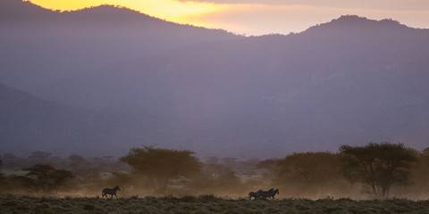 3-Day Mikumi National Park Drive-in Safari