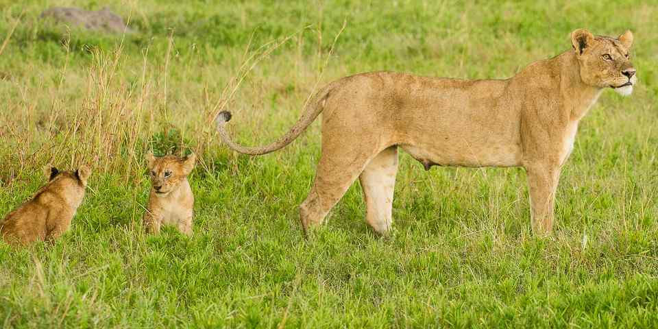 7-Day Green Season Safari to Serengeti