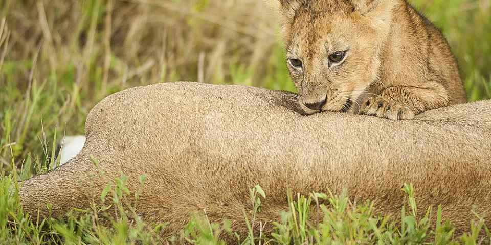 2-Day Classic Tarangire & Ngorongoro Crater Safari