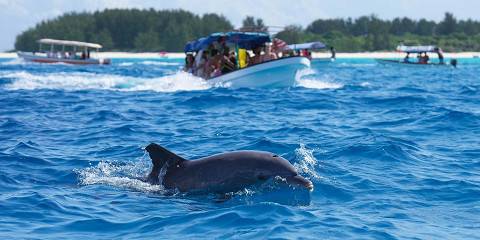 3-Day Migration Wonders & Zanzibar Charm