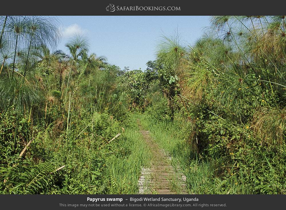 Papyrus swamp in Bigodi Wetland Sanctuary, Uganda