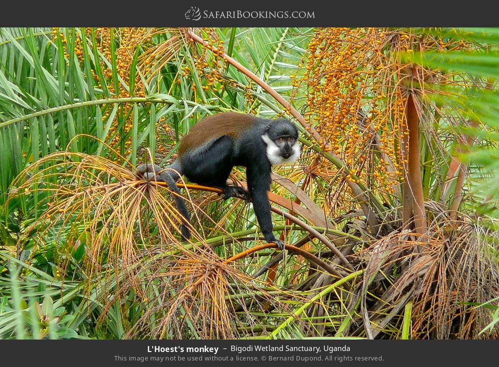 L'Hoest's monkey in Bigodi Wetland Sanctuary, Uganda