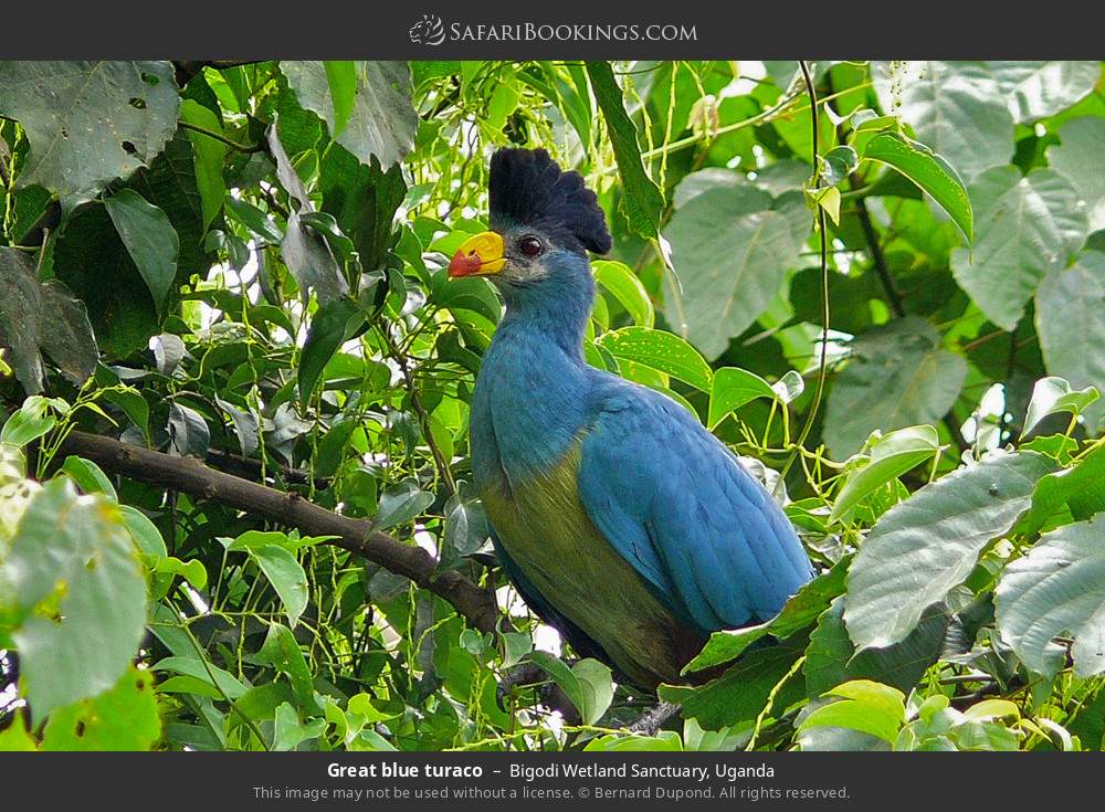 Great blue turaco in Bigodi Wetland Sanctuary, Uganda