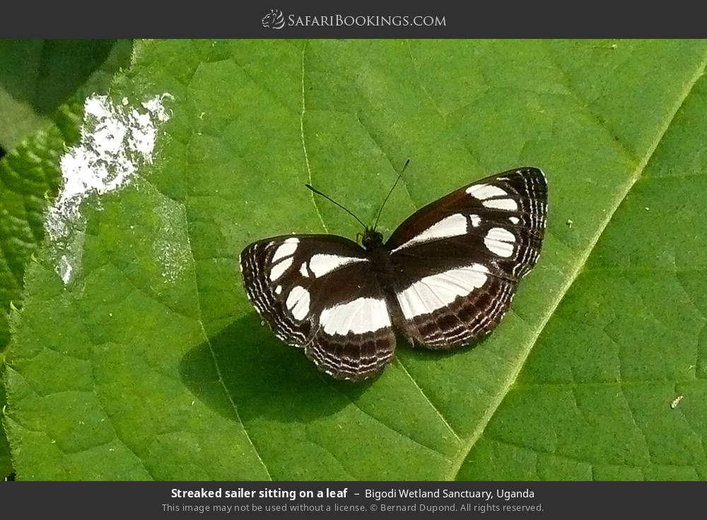 Streaked sailer sitting on a leaf in Bigodi Wetland Sanctuary, Uganda