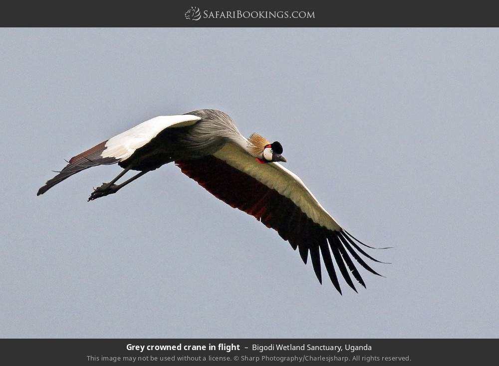 Grey crowned crane in flight in Bigodi Wetland Sanctuary, Uganda