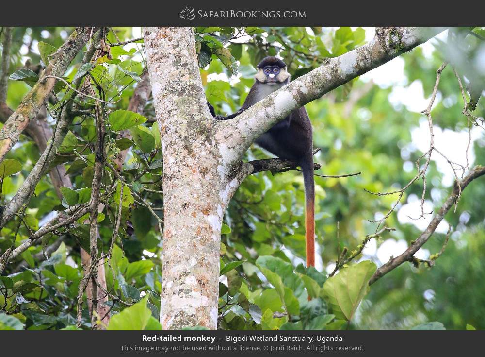 Red-tailed monkey in Bigodi Wetland Sanctuary, Uganda