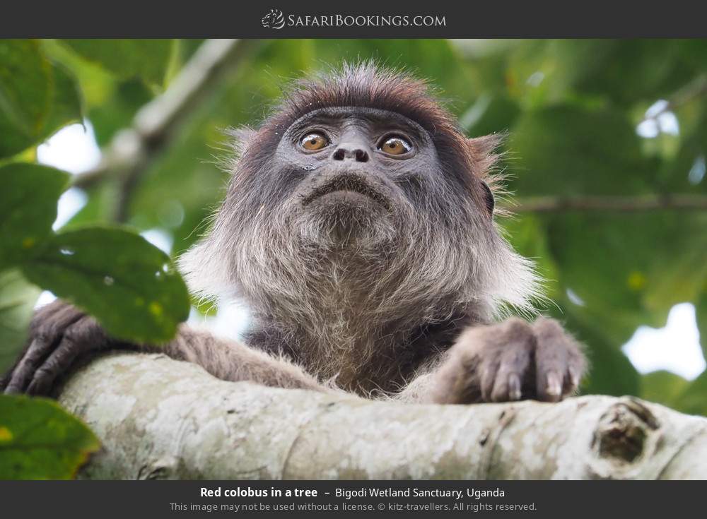 Ugandan red colobus in a tree in Bigodi Wetland Sanctuary, Uganda