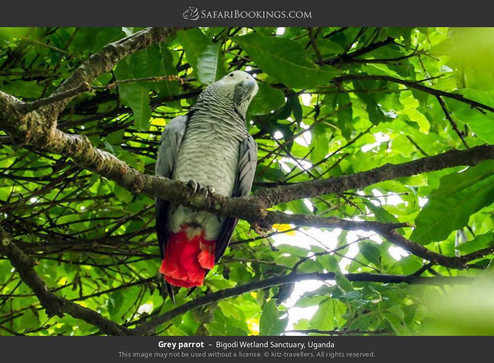 Grey parrot in Bigodi Wetland Sanctuary, Uganda