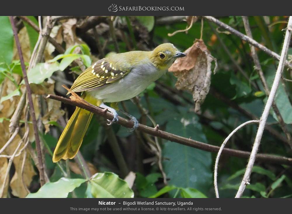 Nicator in Bigodi Wetland Sanctuary, Uganda