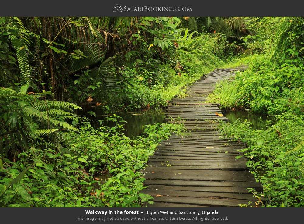 Walkway in the forest in Bigodi Wetland Sanctuary, Uganda