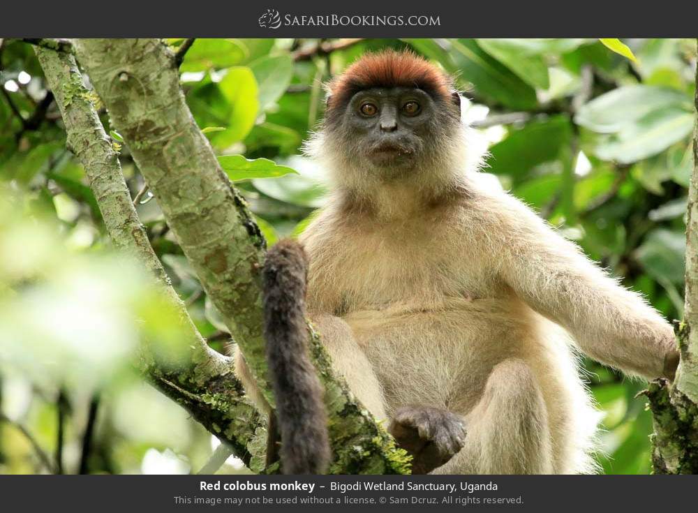 Ugandan red colobus in Bigodi Wetland Sanctuary, Uganda