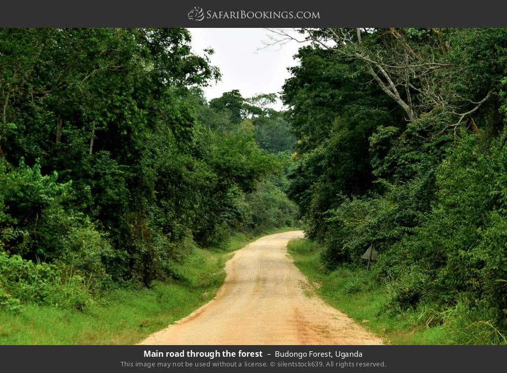 Main road through the forest in Budongo Forest, Uganda