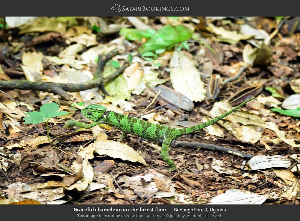 Graceful chameleon on the forest floor in Budongo Forest, Uganda