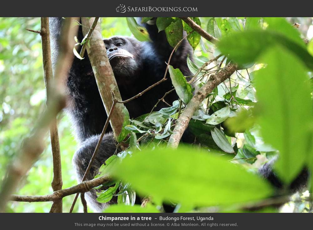 Chimpanzee in a tree in Budongo Forest, Uganda