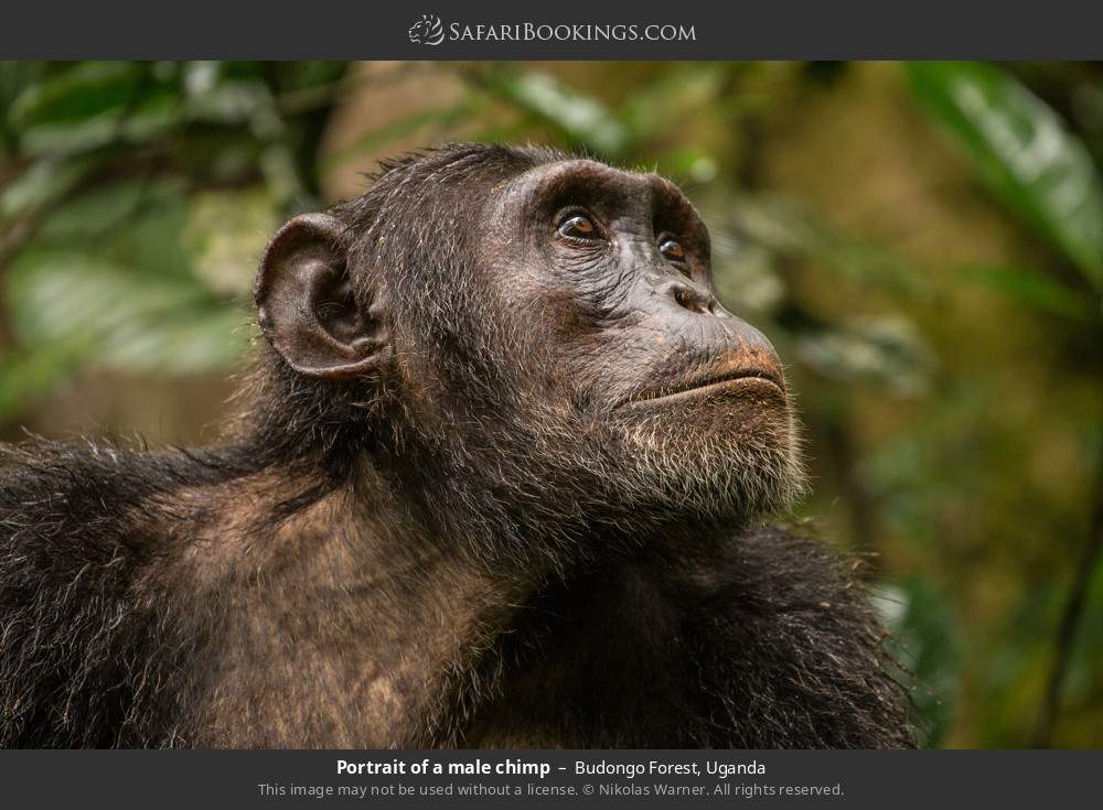 Portrait of a male chimp in Budongo Forest, Uganda