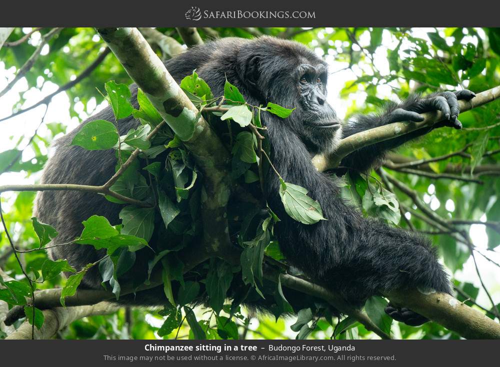 Chimpanzee sitting in a tree in Budongo Forest, Uganda