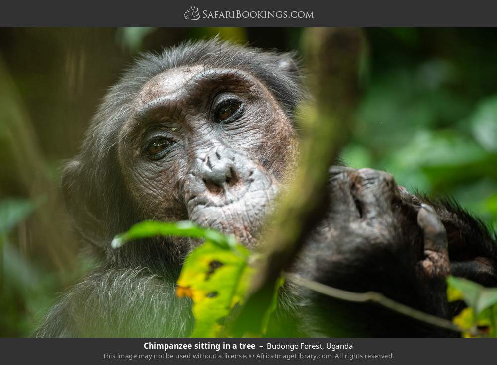 Chimpanzee sitting in a tree in Budongo Forest, Uganda