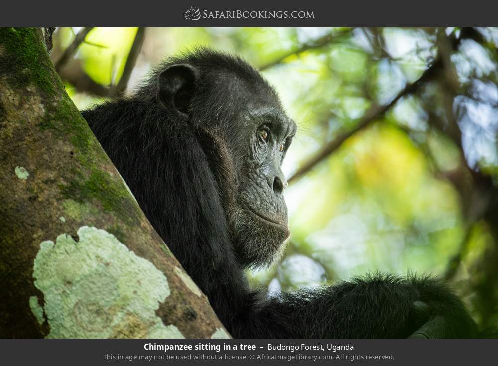 Chimpanzee sitting in a tree in Budongo Forest, Uganda