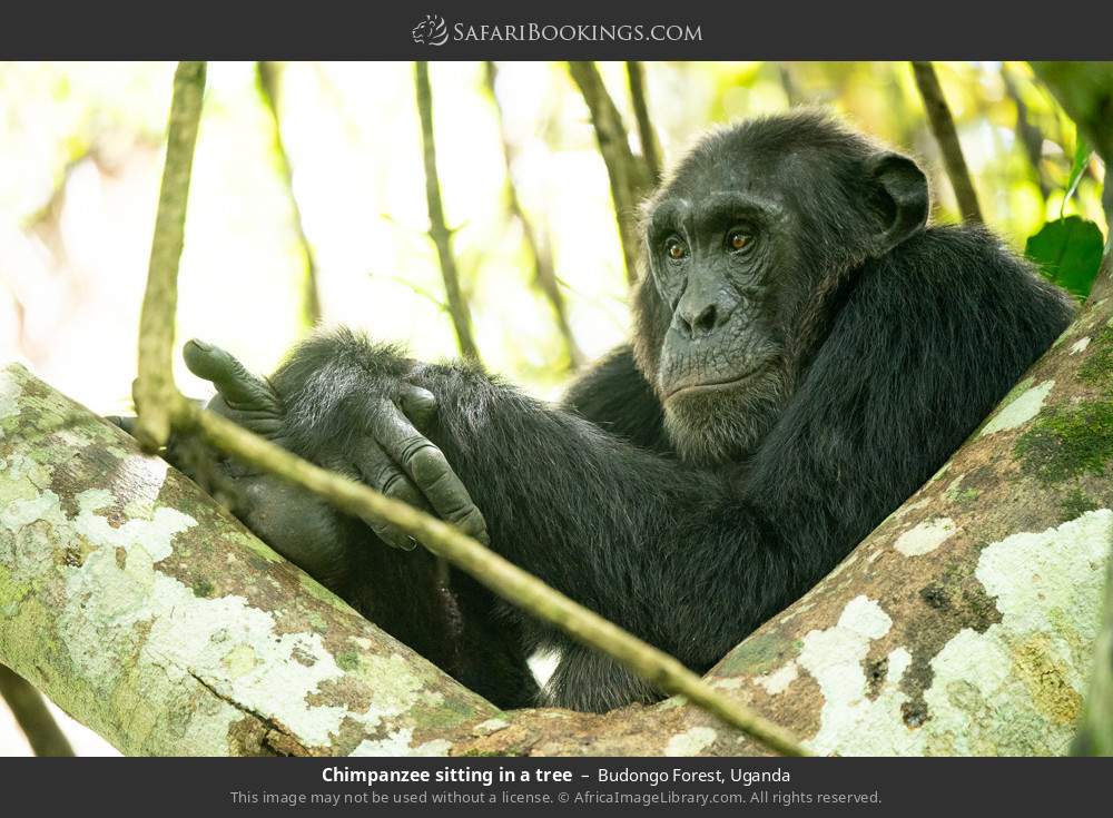 Chimpanzee sitting in a tree in Budongo Forest, Uganda