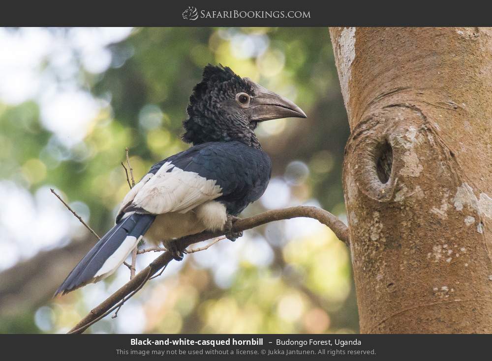 Black-and-white-casqued hornbill  in Budongo Forest, Uganda