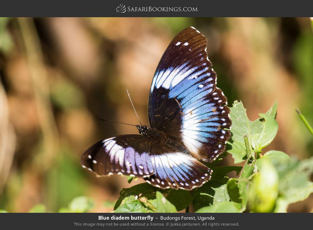 Blue diadem butterfly in Budongo Forest, Uganda