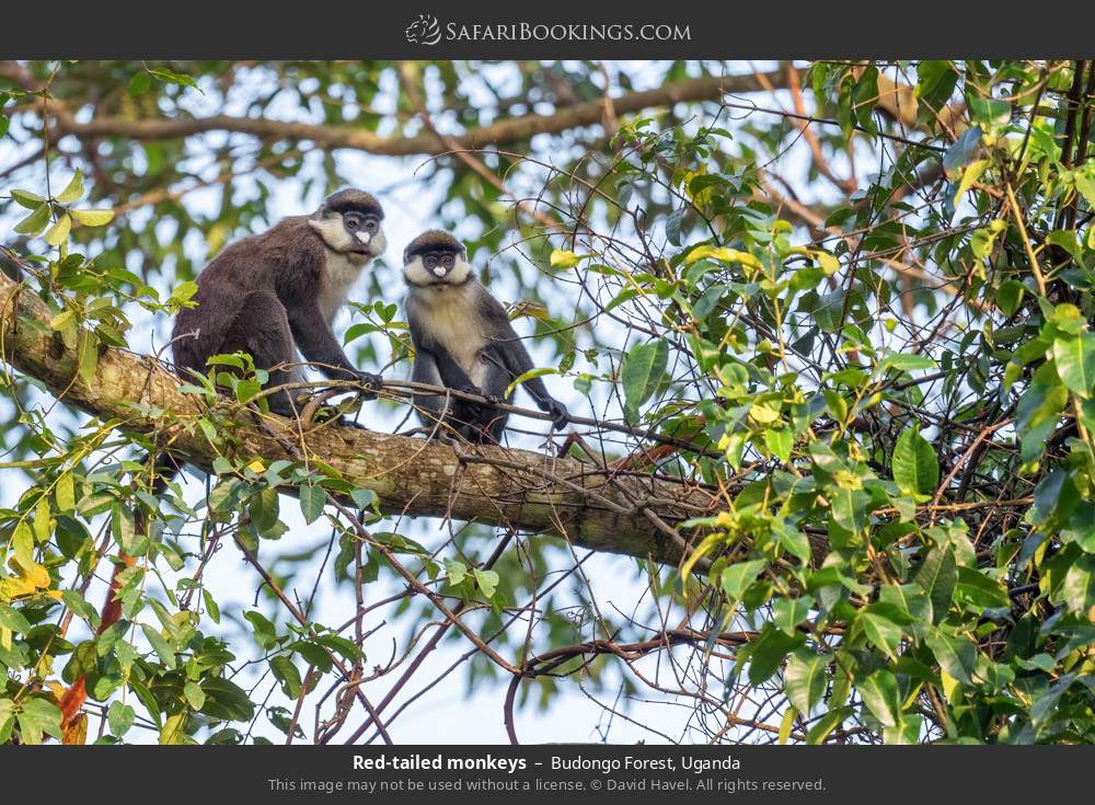 Red-tailed monkeys in Budongo Forest, Uganda