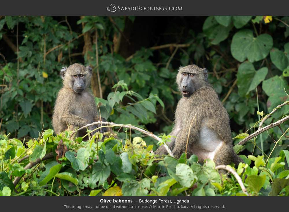 Olive baboons in Budongo Forest, Uganda