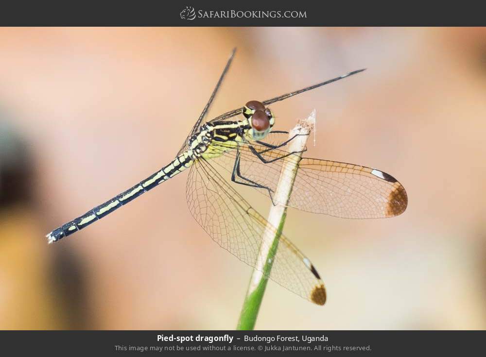 Pied-spot dragonfly in Budongo Forest, Uganda