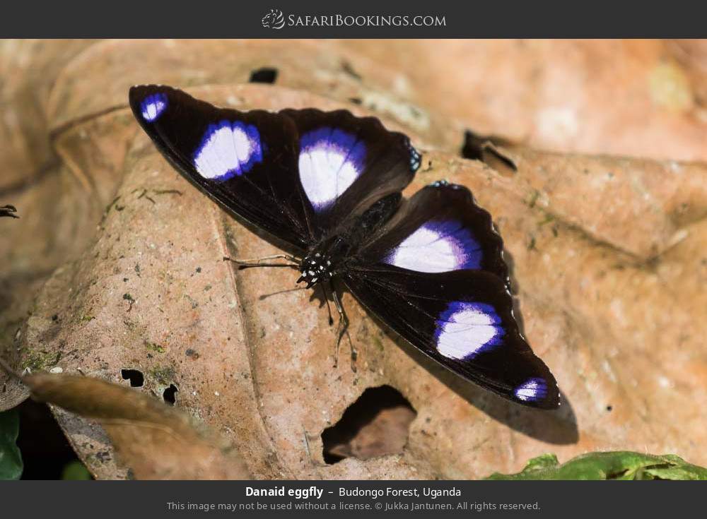 Danaid eggfly in Budongo Forest, Uganda