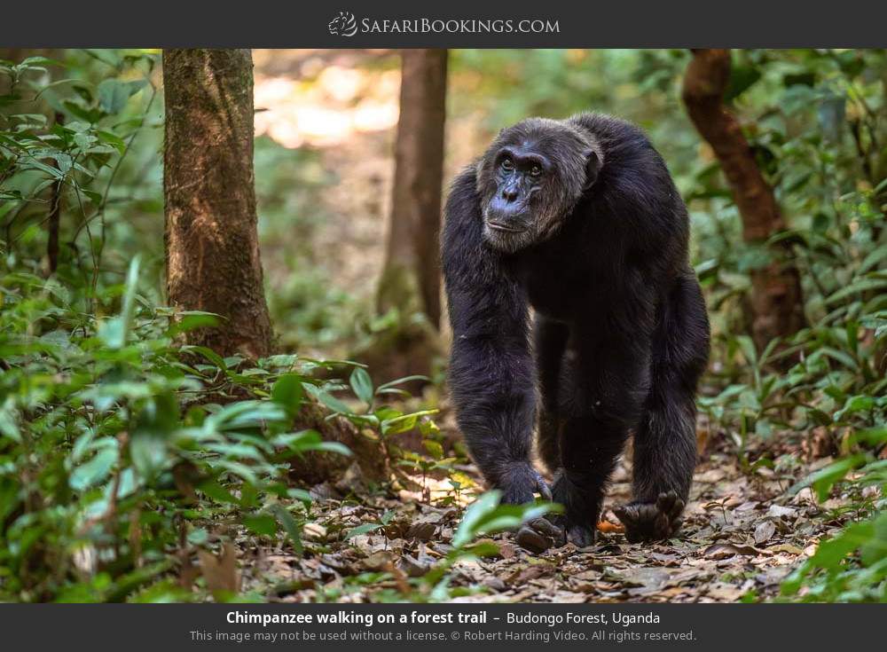 Chimpanzee walking on a forest trail in Budongo Forest, Uganda