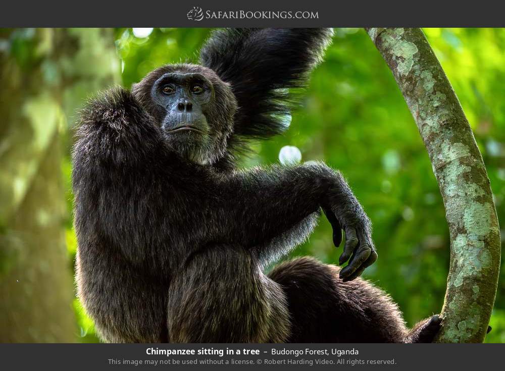 Chimpanzee sitting in a tree in Budongo Forest, Uganda