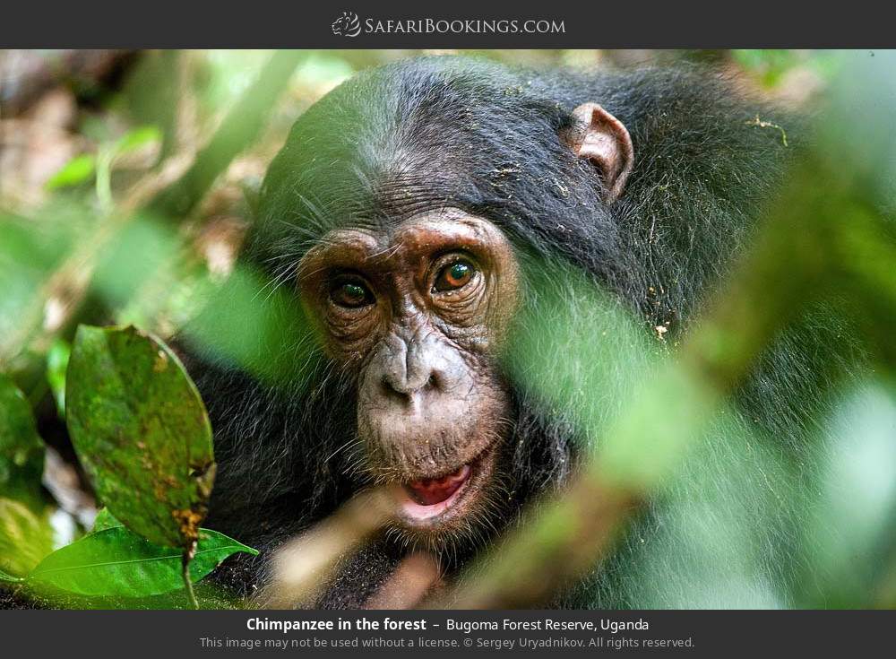 Chimpanzee in the forest in Bugoma Forest Reserve, Uganda