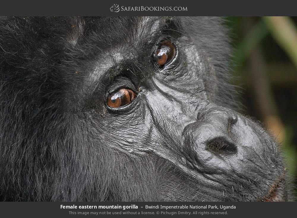 Female eastern mountain gorilla in Bwindi Impenetrable National Park, Uganda